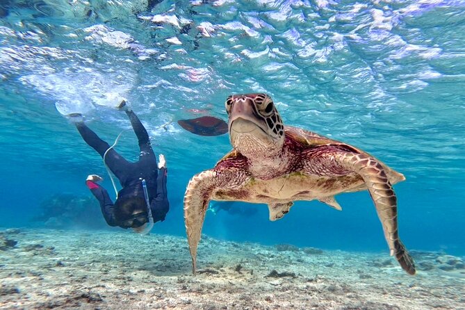 Okinawa Miyakojima 1 day Sea Turtle Snorkeling & Pumpkin Cave & Sea Kayak - Two Miyakojima highlights in one morning and afternoon