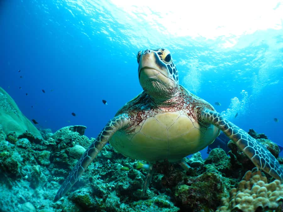 Okinawa:Naha:Kerama Island Experience 1Dive and Snorkeling - The Seasonal Whale Watching Add-On