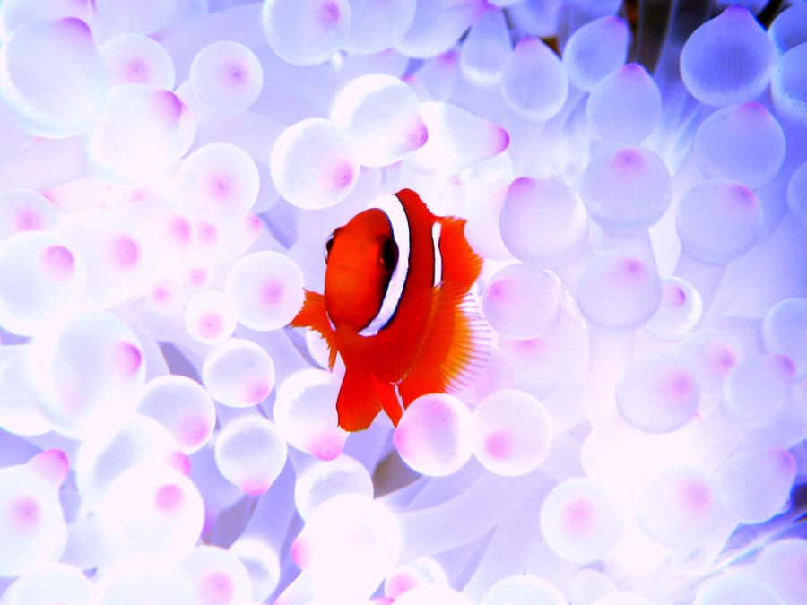 Okinawa:Naha:Kerama Island Experience 1Dive and Snorkeling - Who Should Book This Kerama Trip?