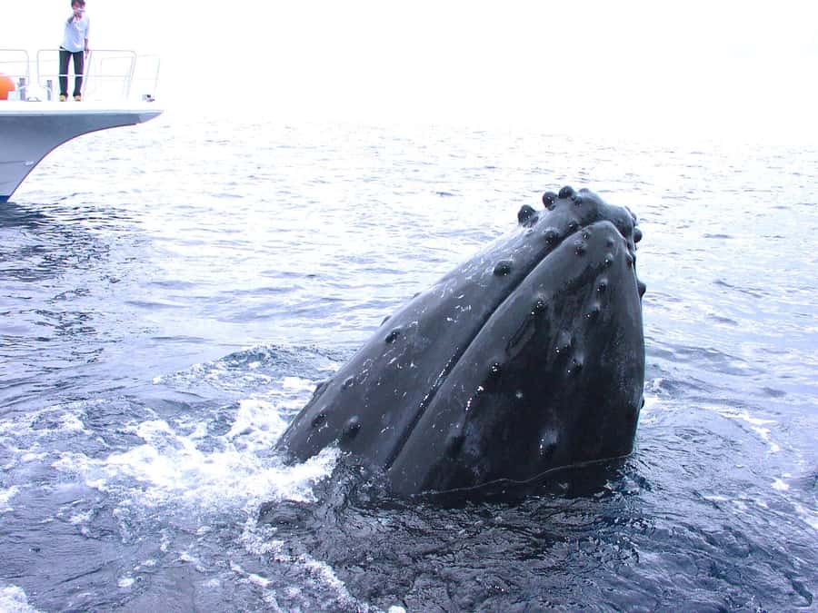 Okinawa:Naha:Kerama Island Experience １Dive and Snorkeling - The Boat Ride Out From Naha