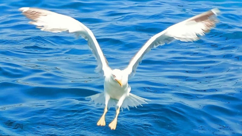 Olbia: Boat tour to watch Dolphins and snorkeling - Key points at a glance
