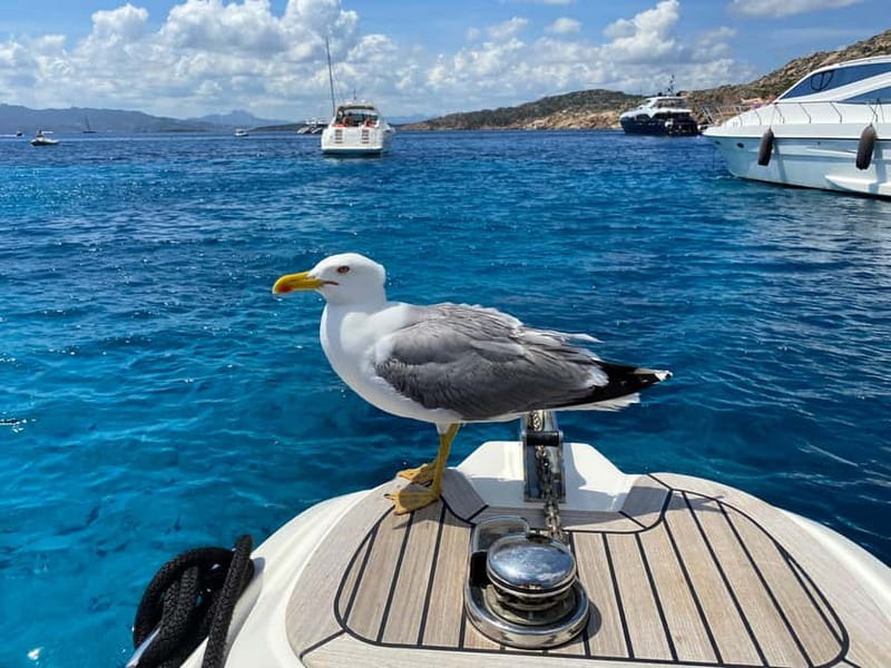 Olbia: Boat tour to watch Dolphins and snorkeling - A small boat, dolphins, and the Gulf of Olbia