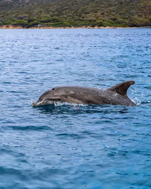 Olbia: Boat tour to watch Dolphins and snorkeling - Value, timing, and what is included