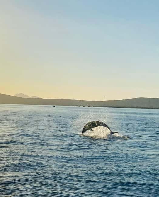Olbia: Boat tour to watch Dolphins and snorkeling - Who should book this Olbia boat trip?