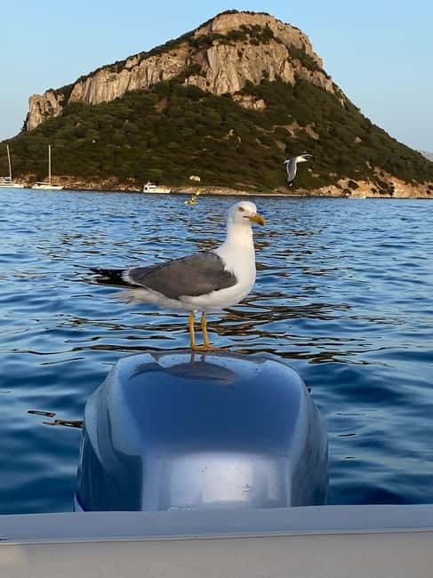 Olbia: Boat tour to watch Dolphins and snorkeling - Final call: book it for the whole experience