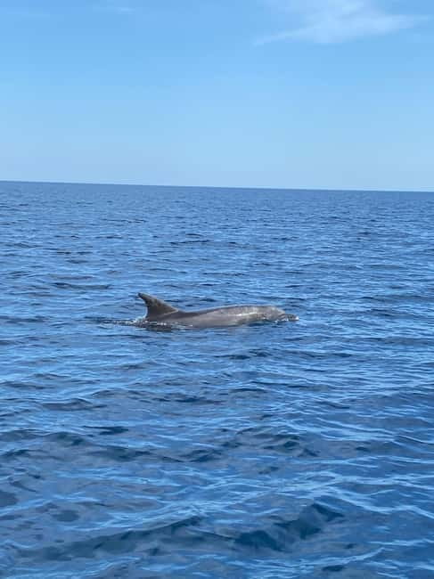 Olbia: Boat tour to watch Dolphins and snorkeling - Leaving from Molo Bosazza in Olbia