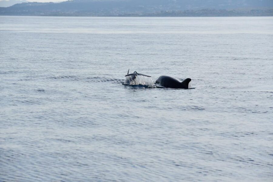 Olbia: Dolphin Watching and Snorkeling Boat Tour - Key points at a glance