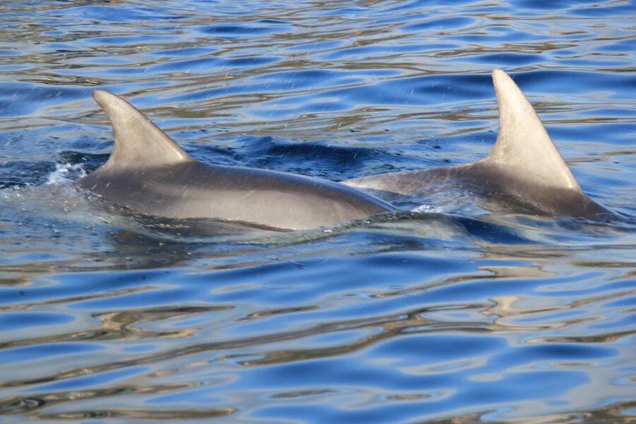 Olbia: Dolphin Watching and Snorkeling Boat Tour - Cala Greca, Cala Moresca, and Figarolo Island