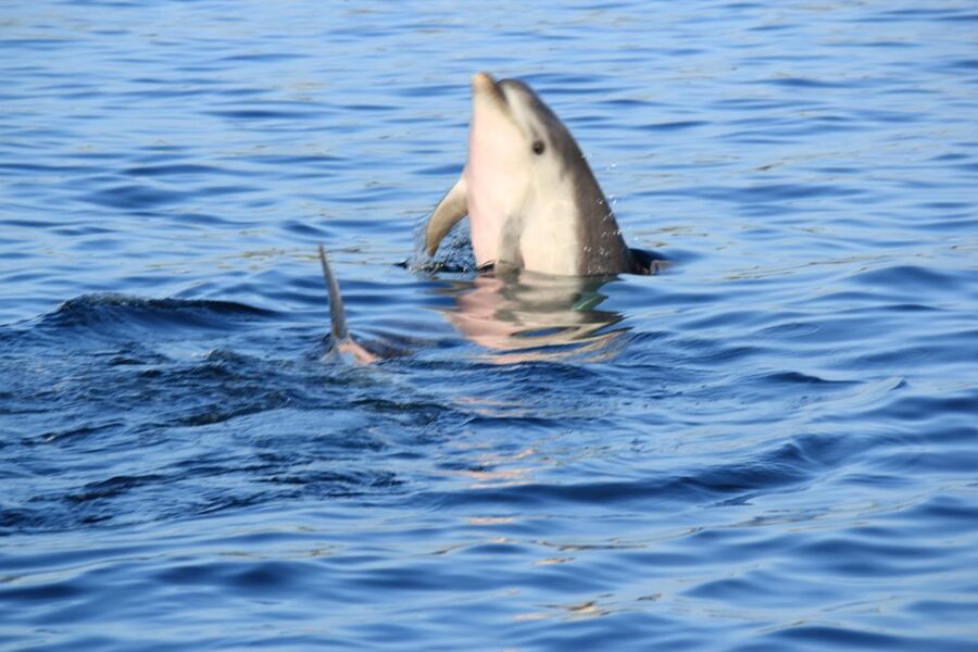 Olbia: Dolphin Watching and Snorkeling Boat Tour - What the $77 price really buys you