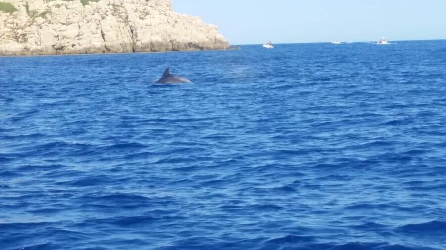 Olbia: Dolphin watching and snorkeling tour on Figarolo Island - Key points to know before you book