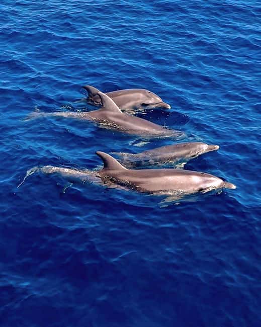 Olbia: Dolphin Watching & Snorkeling Boat Tour near Figarolo - Why the dolphin search works so well