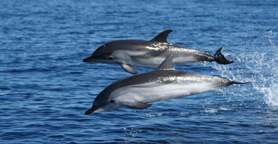 Olbia: Dolphin Watching & Snorkeling Boat Tour near Figarolo - Figarolo Island: clear water and a first swim