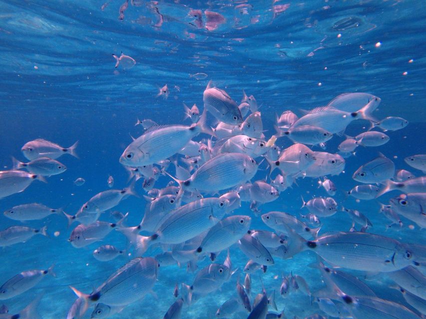 Olbia: Dolphin Watching & Snorkeling Boat Tour near Figarolo - Capo Figari and the hour set aside for dolphins
