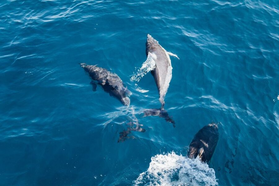 Olbia: Dolphin Watching & Snorkeling Boat Tour near Figarolo - The islands and the return through Olbia’s waters
