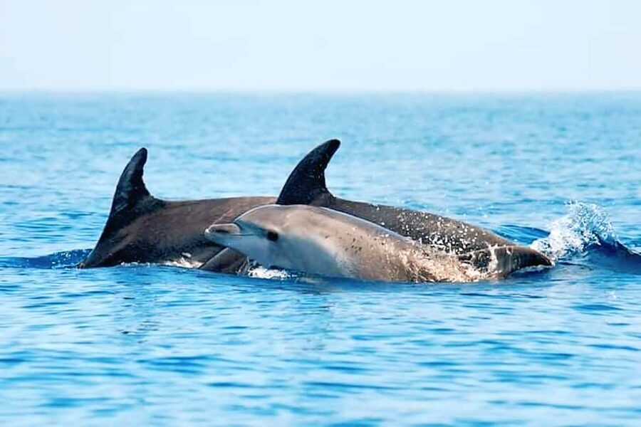 Olbia: Dolphin Watching & Snorkeling Boat Tour near Figarolo - What the captains add to the day