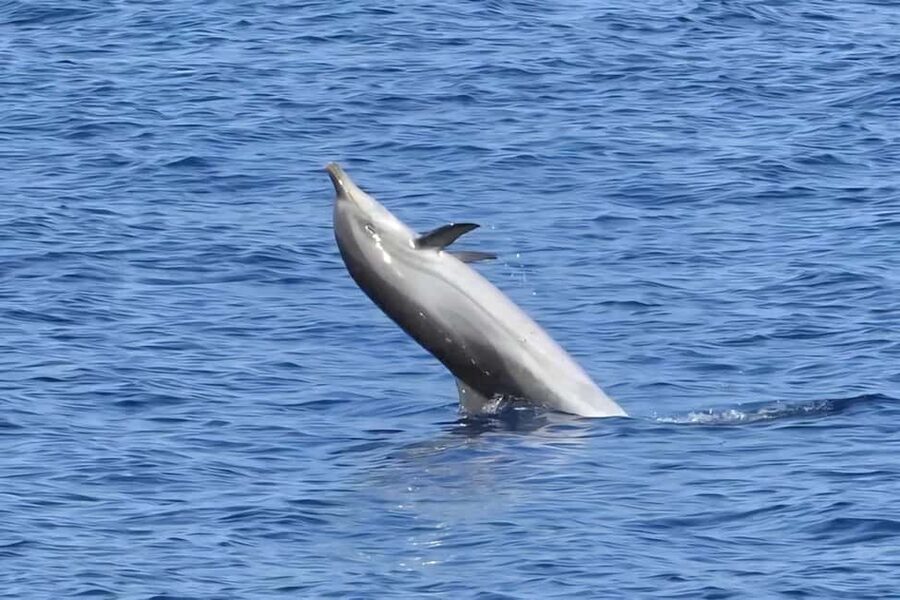 Olbia: Dolphin Watching & Snorkeling Boat Tour near Figarolo - Is $77 good value?