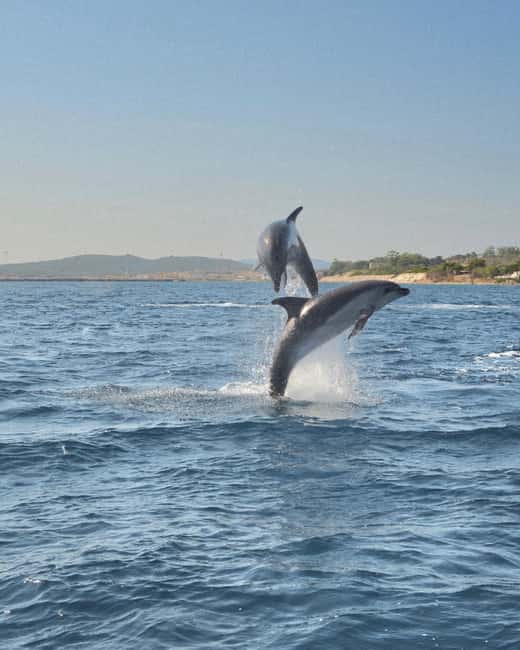 Olbia: Dolphin Watching & Snorkeling Boat Tour near Figarolo - Leaving Moys Marina in a 10-person boat