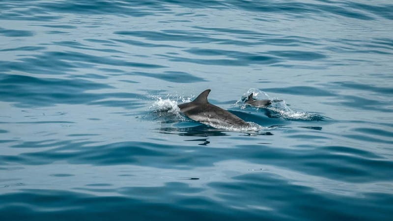 Olbia: Dolphin Watching & Snorkeling Boat Trip - Key points to know before you book