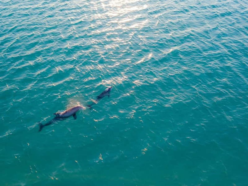 Olbia: Dolphin Watching & Snorkeling Boat Trip - Dolphins first, then Sardinia’s northeastern coast