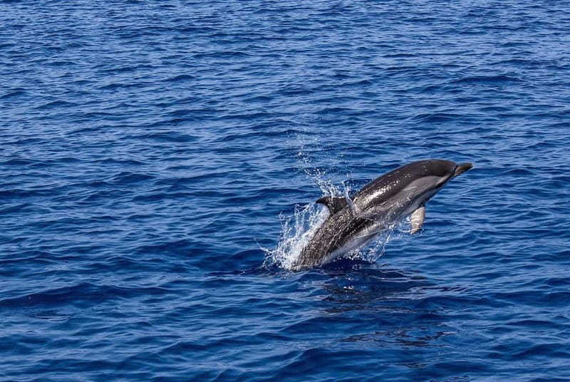 Olbia: Dolphin Watching & Snorkeling Boat Trip - Capo Figari and the ride around Figarolo Island