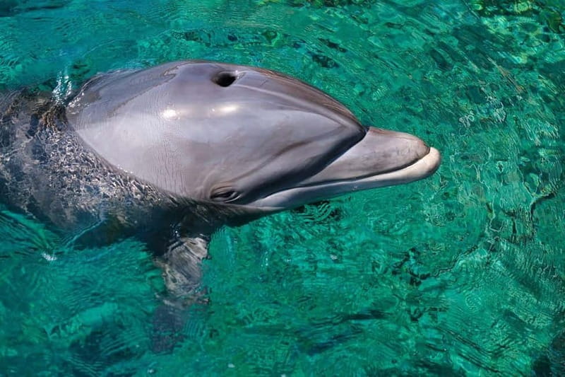 Olbia: Dolphin Watching & Snorkeling Boat Trip - Guides, languages, and the human side of the tour