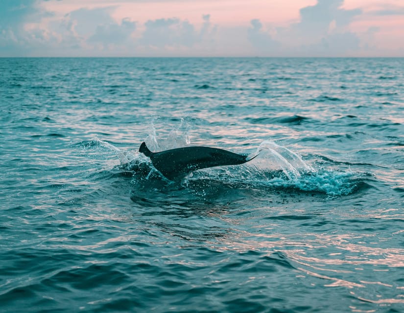 Olbia: Dolphin Watching & Snorkeling Boat Trip - Finding the black gate near Viale Isola Bianca
