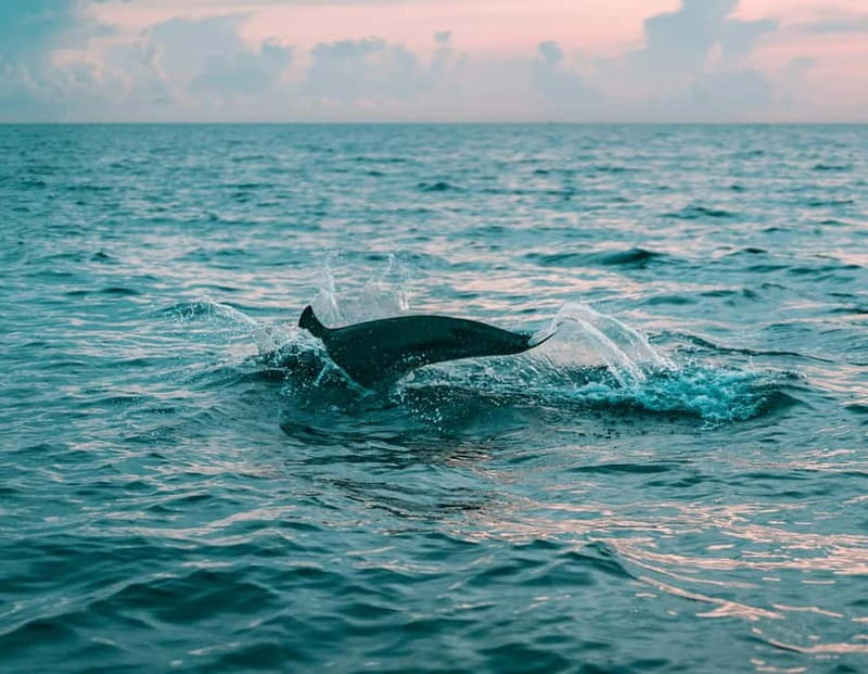 Olbia: Dolphin Watching & Snorkeling Boat Trip - What the dolphin search is really like