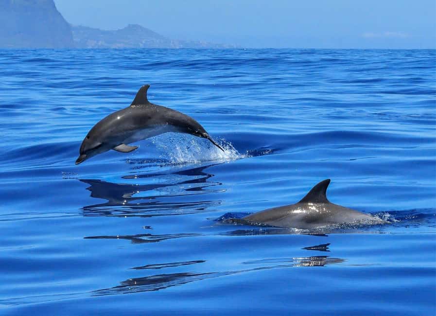 Olbia: Dolphin Watching & Swim and snorkel in Capo Figari - Dolphins near Figarolo Island