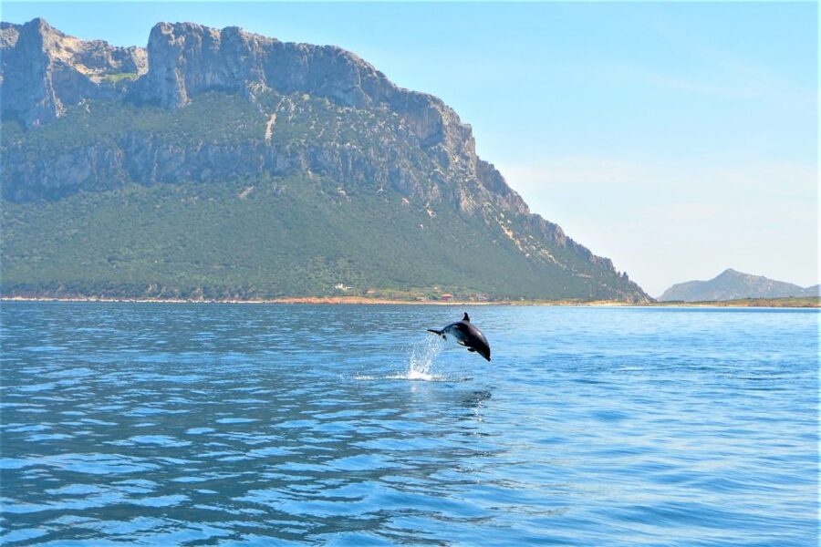 Olbia: Dolphin Watching Tour with Figarolo Island Snorkeling - Key points to know before booking