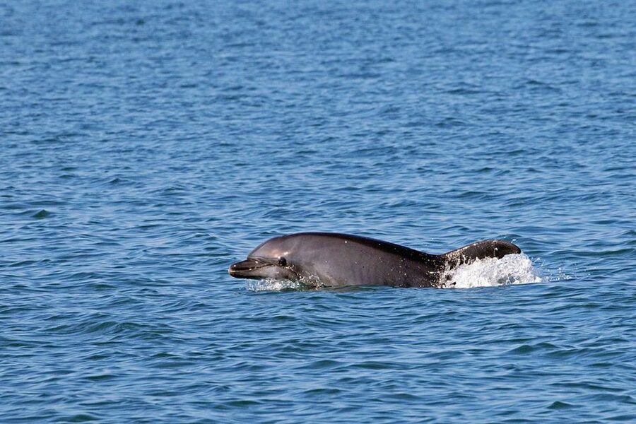 Olbia: Dolphin Watching Tour with Figarolo Island Snorkeling - Should you book the Figarolo dolphin tour?