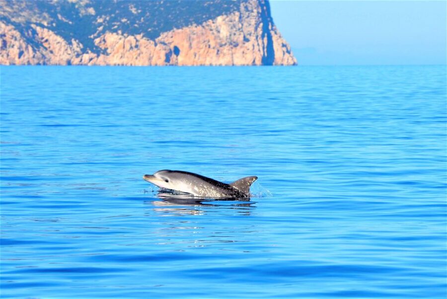Olbia: Dolphin Watching Tour with Figarolo Island Snorkeling - Leaving Olbia Marina for Figarolo Island