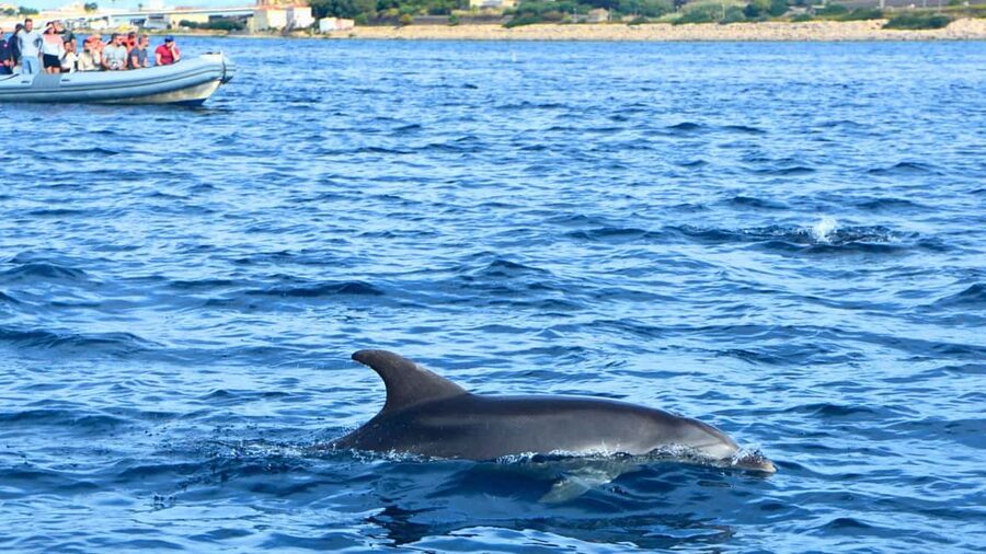 Olbia: Dolphin Watching Tour with Figarolo Island Snorkeling - A second stop at Cala Moresca or Figarolo