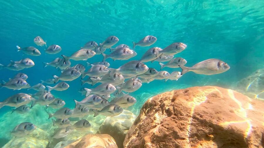 Olbia: Dolphin Watching Tour with Figarolo Island Snorkeling - What the dinghy is like on a three-and-a-half-hour trip