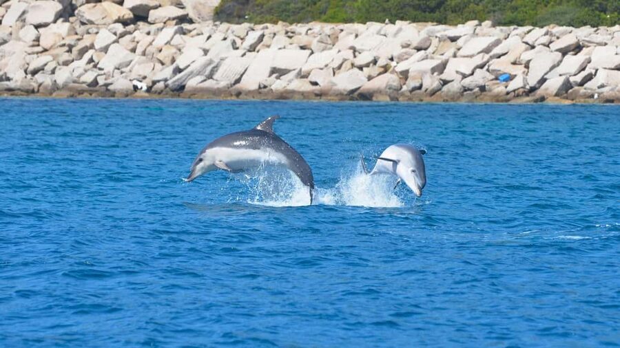 Olbia: Dolphin Watching Tour with Figarolo Island Snorkeling - Who will enjoy this experience most