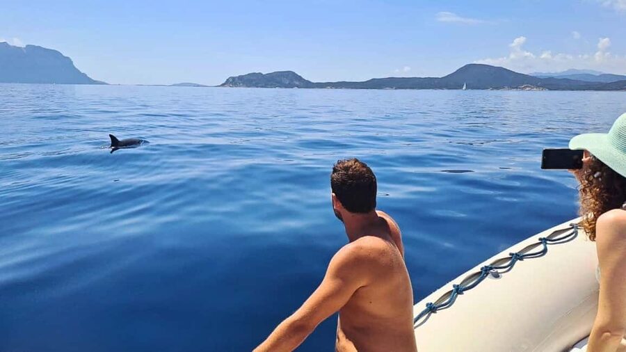 Olbia: Dolphin Watching Tour with Figarolo Island Snorkeling - Searching for dolphins in open water