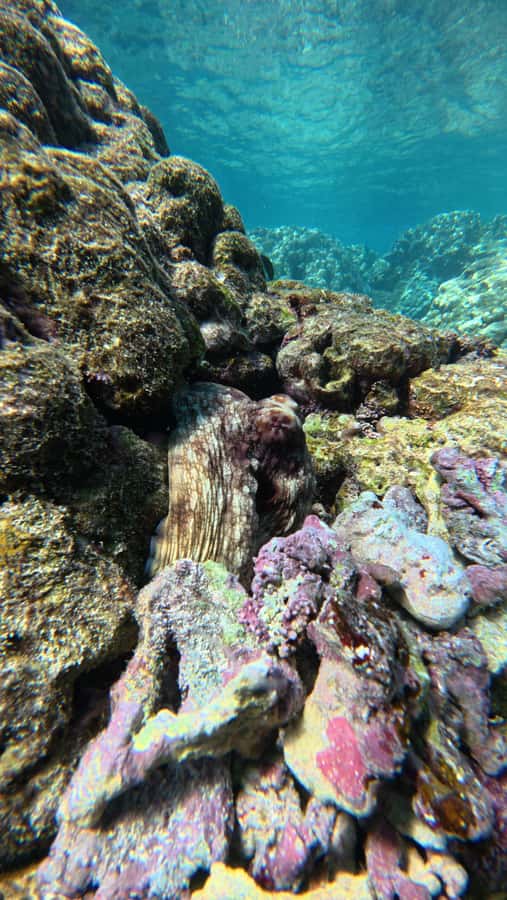 Oman: Daymaniyat Islands Visit and Snorkeling - Comfort, safety, and who should book