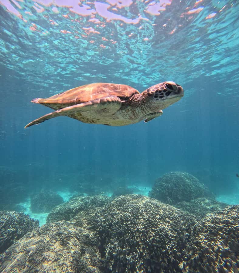 Oman: Snorkeling Trip at Daymaniyat Islands - Why Daymaniyat works so well for a morning on the water