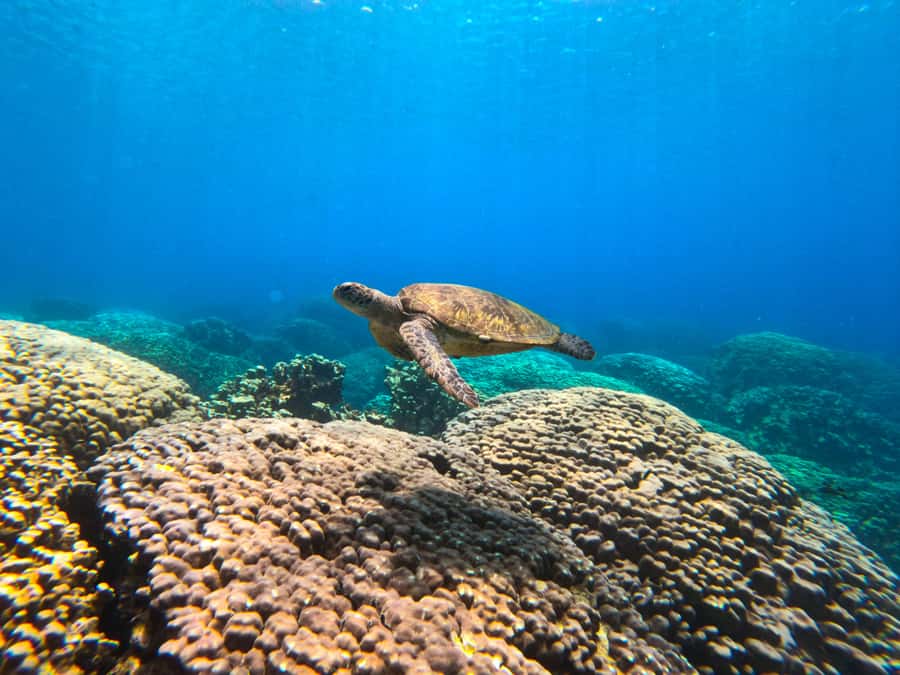 Oman: Snorkeling Trip at Daymaniyat Islands - A shaded boat makes the ride easier