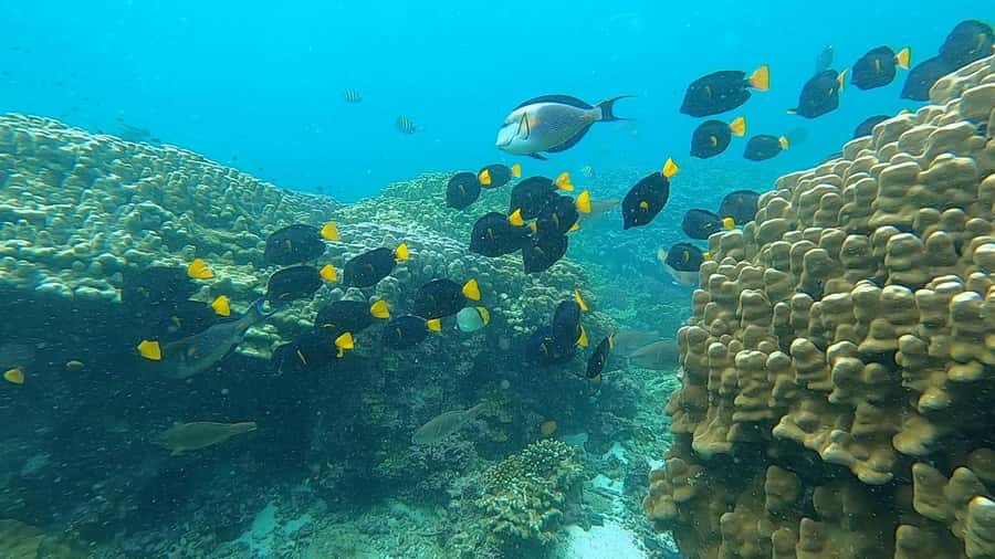 Oman: Snorkeling Trip at Daymaniyat Islands - What is included for $94