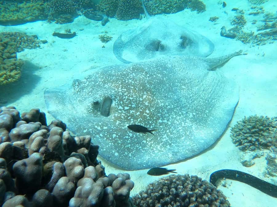 Oman: Snorkeling Trip at Daymaniyat Islands - Service that keeps the outing comfortable