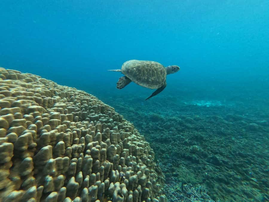 Oman: Snorkeling Trip at Daymaniyat Islands - Practical packing advice for the 8:30 am departure