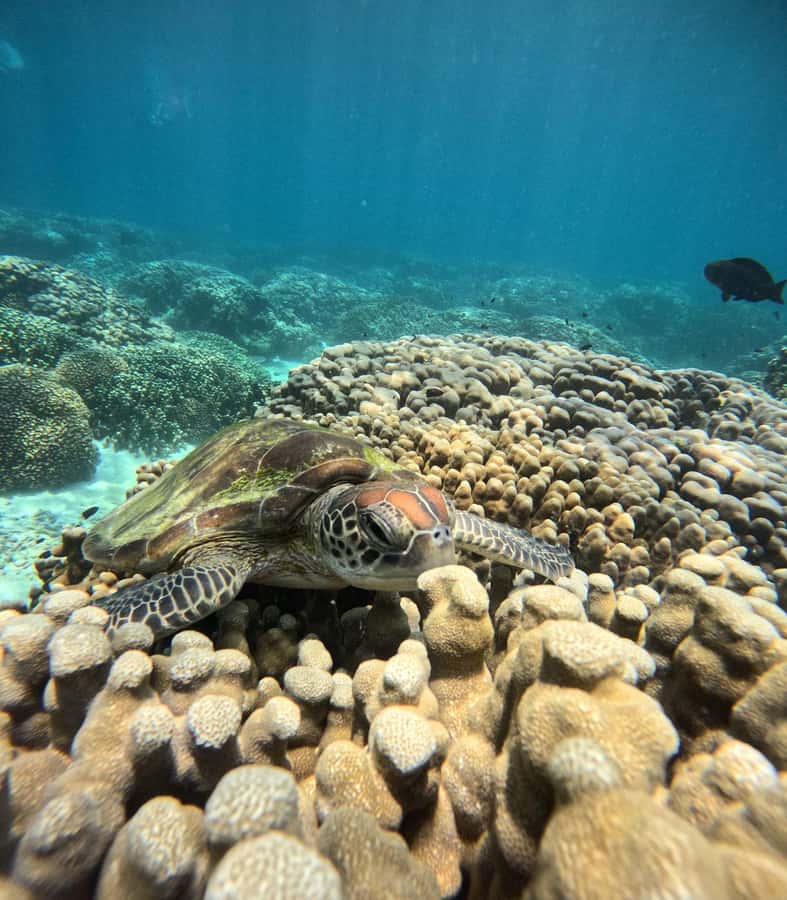 Oman: Snorkeling Trip at Daymaniyat Islands - Meeting the Oman Sea Tour team at 8:00 am