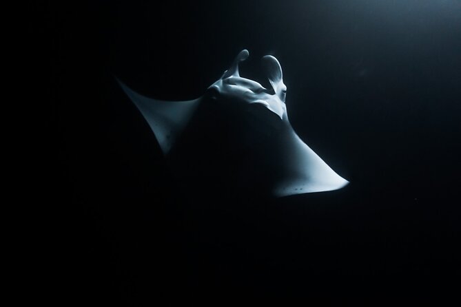 One Tank Manta Night Dive and Snorkel - Why Kona’s manta rays make this night special