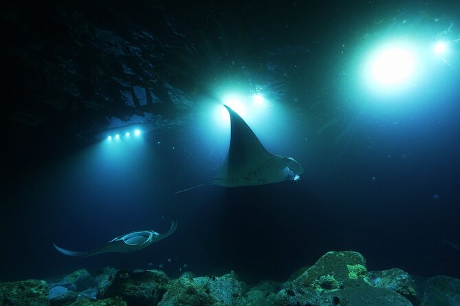 One Tank Manta Night Dive and Snorkel - Meeting at Aquatic Life Divers in Kona