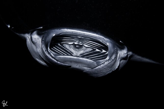 One Tank Manta Night Dive and Snorkel - Practical tips for a better evening
