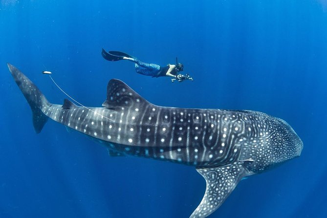 Oslob Whale Shark Snorkeling & Pescador & Sardine Run & Turtle - A 3:30 a.m. start for Cebu’s biggest water attractions