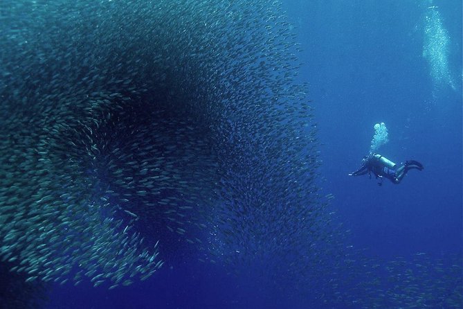 Oslob Whale Shark Snorkeling & Pescador & Sardine Run & Turtle - Oslob whale sharks, a powerful but complicated encounter
