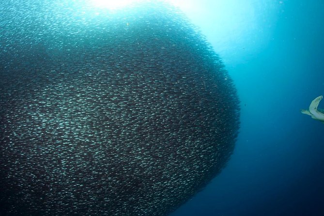 Oslob Whale Shark Snorkeling & Pescador & Sardine Run & Turtle - Tumalog Falls fills the waiting time