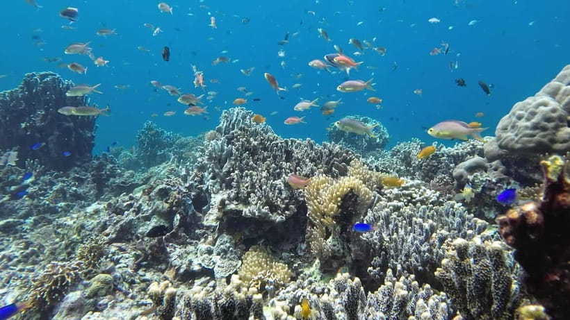 Oslob: Whale Shark Tour with Sumilon & Moalboal Snorkeling - Key points at a glance
