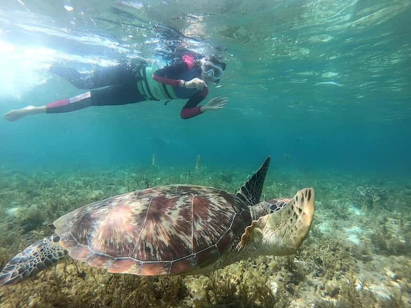 Oslob: Whale Shark Tour with Sumilon & Moalboal Snorkeling - Why this Cebu day trip packs in so much